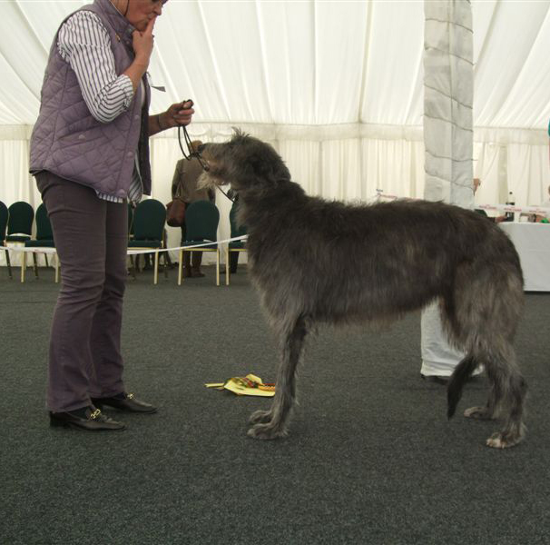 BEST DOGS 